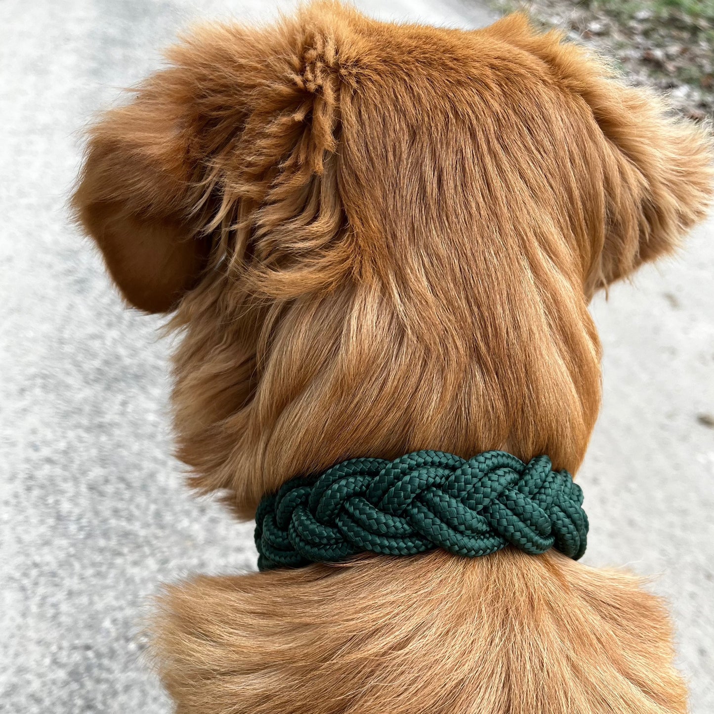 Collar UDOG