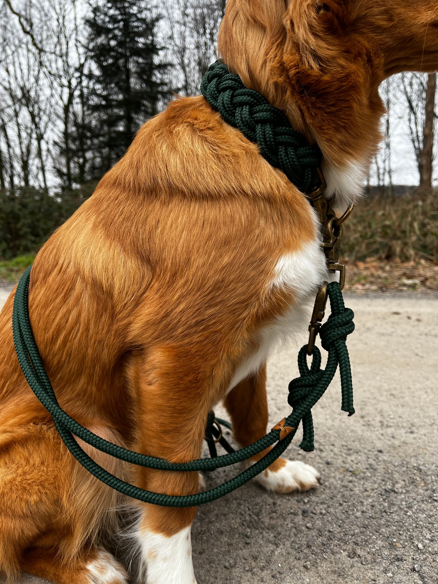 Collar UDOG
