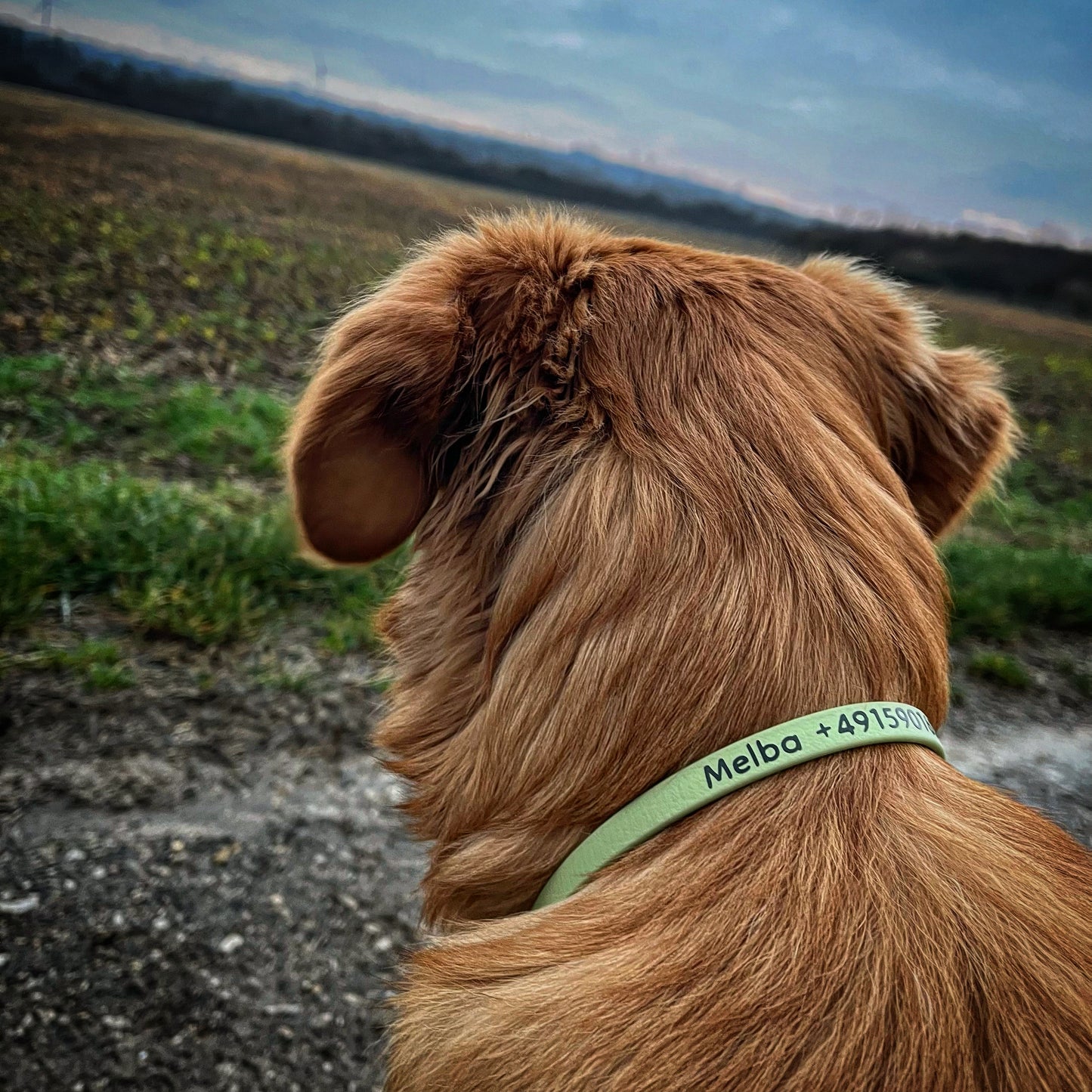 Biothane brand collar