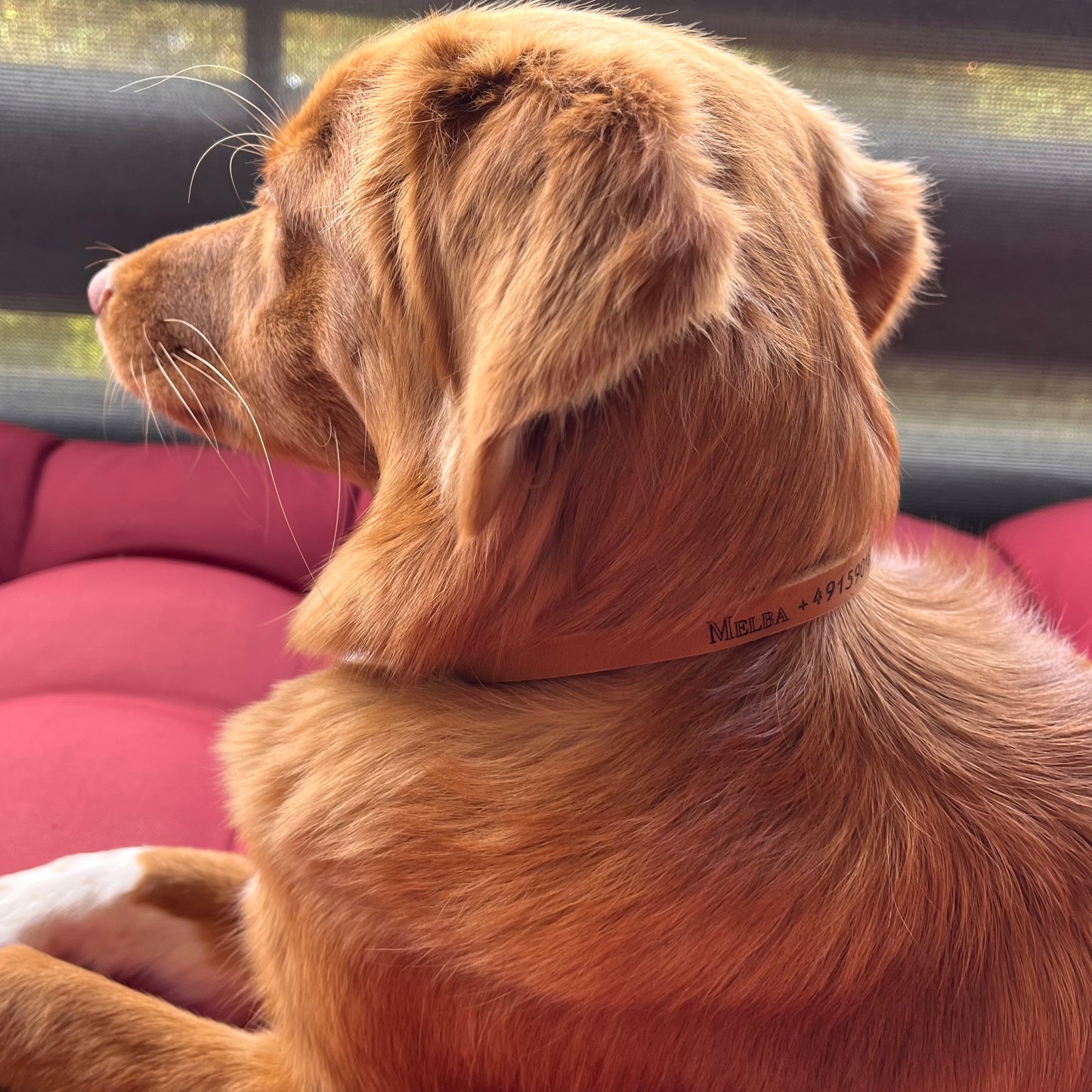 Branded leather collar BROWN