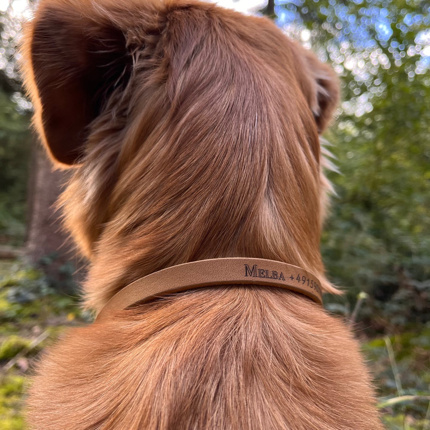 Branded leather collar BROWN