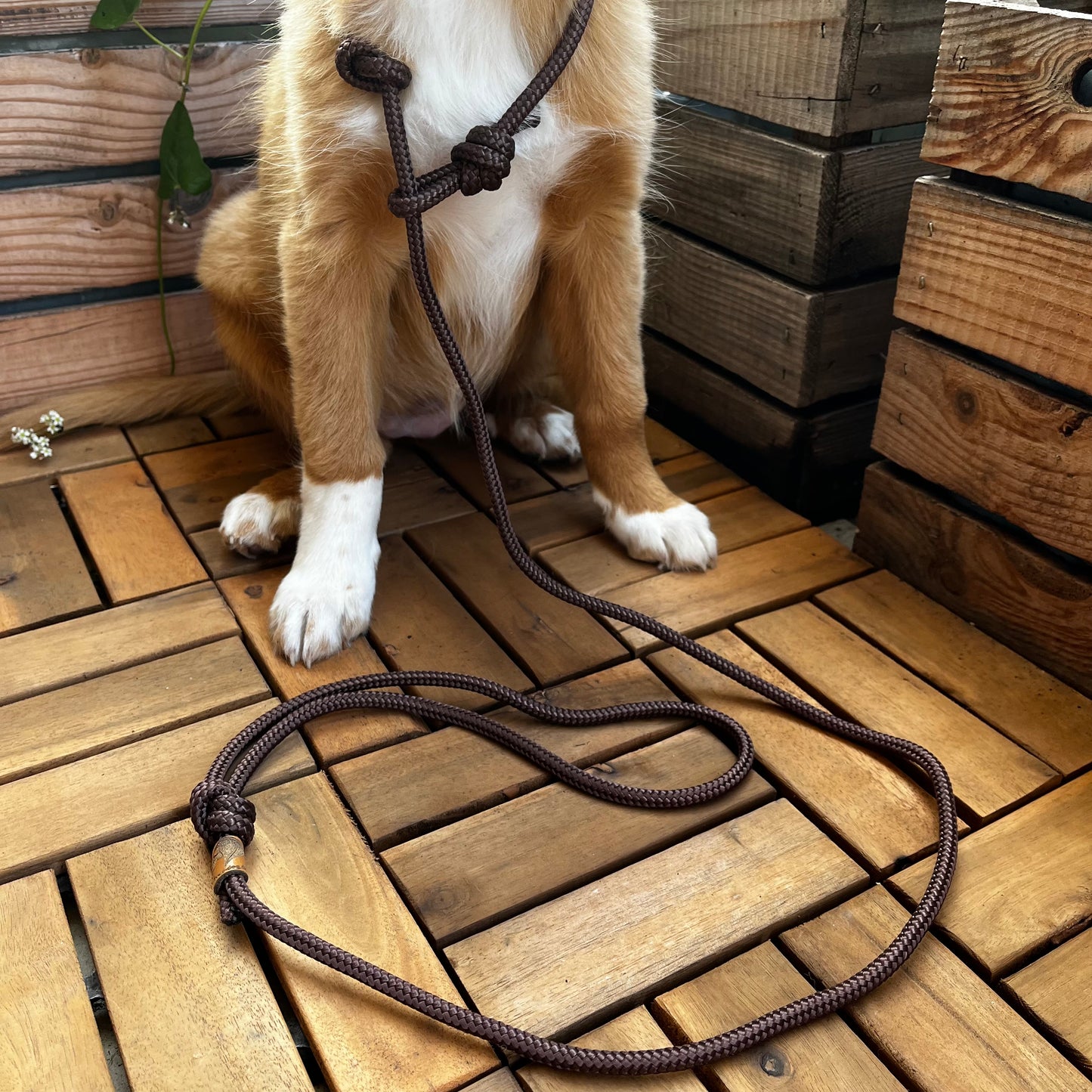 Retriever leash Tau 6mm