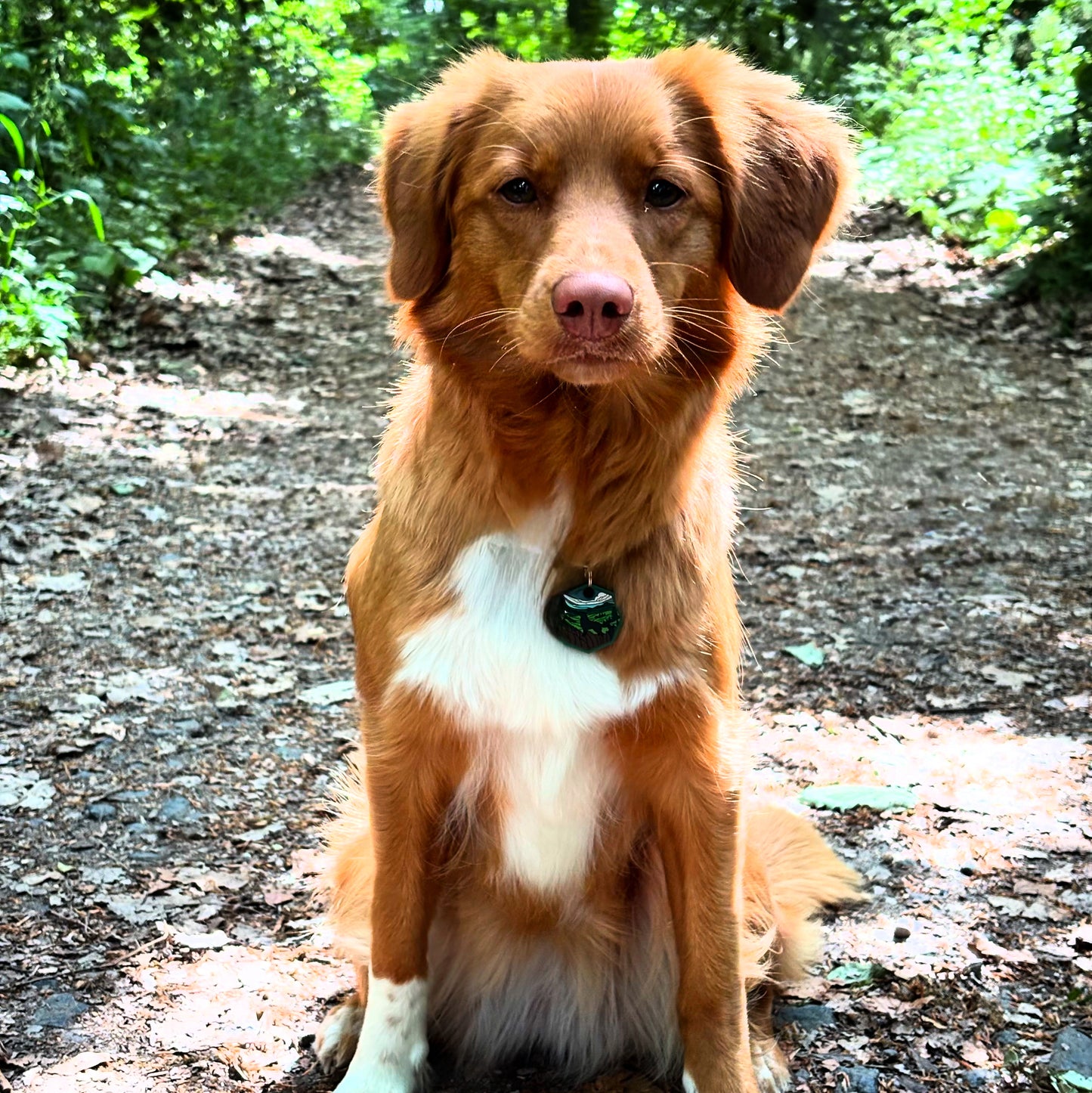 UDOG Tag „Grass Land ”