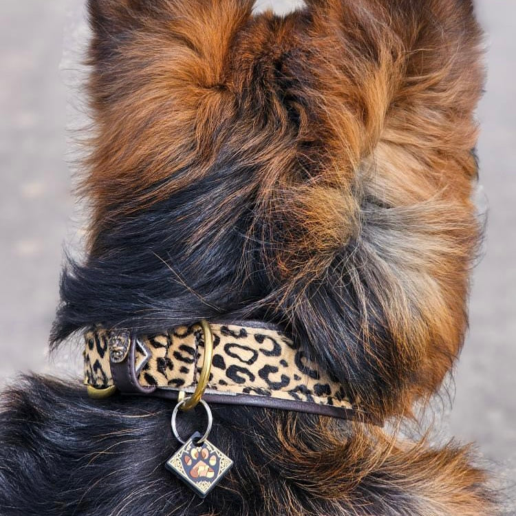 UDOG Tag “Galaxy of the Woof”