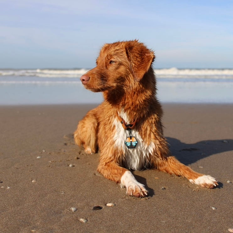 UDOG Tag “Sandy Ocean”