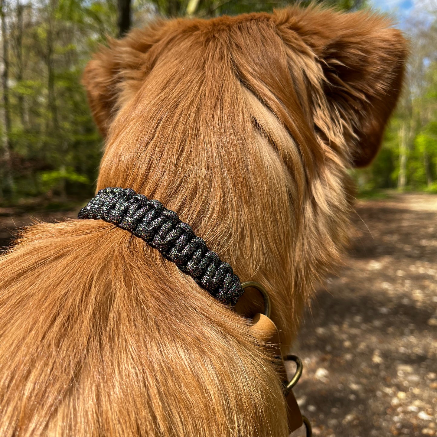 Collar UDOG