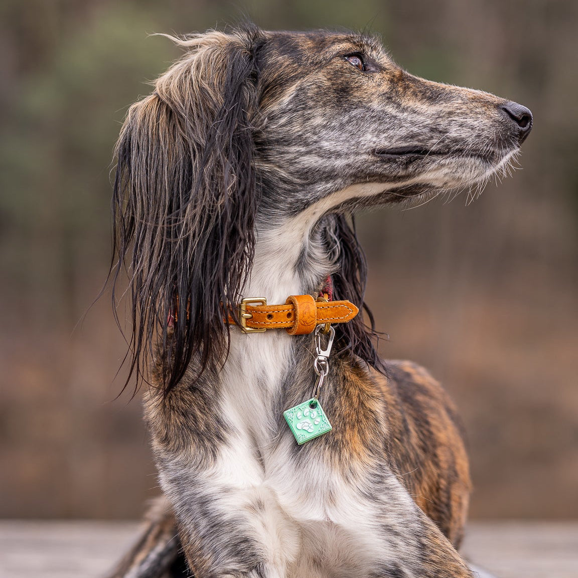 UDOG Tag “Galaxy of the Woof”